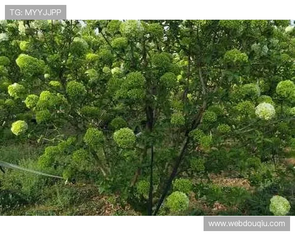 斗球官方下载入口,确保正版资源安全下载与安装步骤详解 斗球官方下载入口,确保正版资源安全下载与安装步骤详解